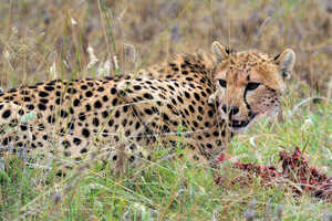 食事にありついたチーター。草食動物が溢れる季節は捕食者にとっても『ベスト』シーズンです。