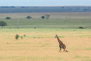 サバンナに降る雨のおかげで、草原のグラデーションも美しいです。