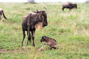 産まれたばかりのヌーの赤ちゃん。『生』そのものを感じる瞬間です。