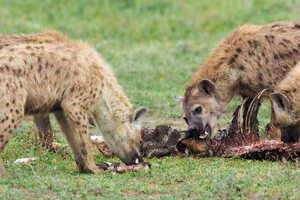 溢れかえる獲物に、ハイエナたちも飽食気味