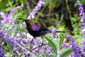 ルビーオナガタイヨウチョウ雨上がりのサバンナで見る鳥の美しさは格別です。