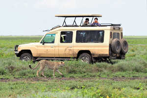 サファリカーは4WDランクルを2台利用。1台に付き、最大4名様までのゆったり乗車です。