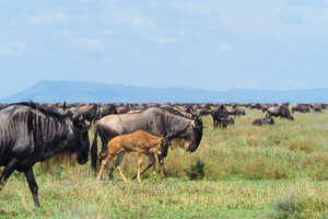 生れ落ちて数時間後には母親について歩きだします