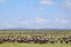 【特別企画】ベスト・シーズンのタンザニア 10日間 2027の画像
