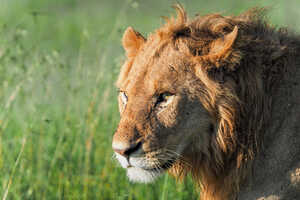 セレンゲティと言えばライオン