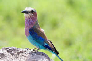 雨上がりは鳥も美しい。ライラックニシブッポウソウ