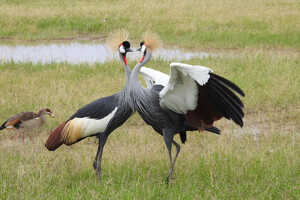 美しいホオジロカンムリヅル