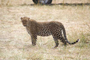 【特別企画】加藤直邦さんと行く！ベストシーズンのケニア 10日間の画像
