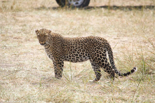 【特別企画】加藤直邦さんと行く！ベストシーズンのケニア 10日間の画像
