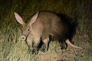 同じくナイト・サファリをしても遭遇は運任せのツチブタ