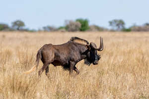 南部アフリカのごく限られた地域に生息する、角の形状が特徴的なオジロヌー
