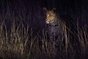 対象の動物のポジションによっては写真撮影が難しい場合も