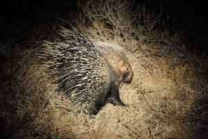 なかなか遭遇できないヤマアラシでもナイト・サファリであればチャンスは比較的多い