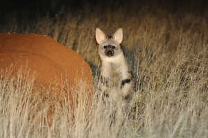 ナイト・サファリでは比較的見やすいアードウルフ