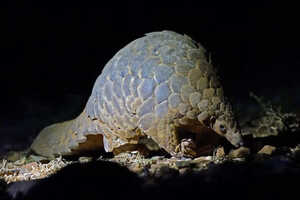 希少動物を狙ったこのツアーでも見ることは運次第のセンザンコウ