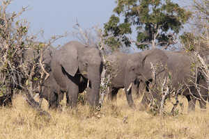 特に多くのゾウとの出会いが期待できるボツワナ、チョベ国立公園でサファリ