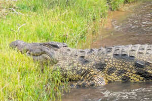 チョベ川にはワニの姿も