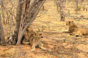 チョベ国立公園のライオン達