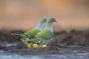 アフリカアオバトなどの野鳥もハイドによくやってくる 