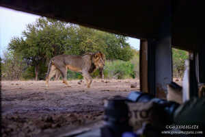 運が良ければハイドにはライオンが姿を現すこともある