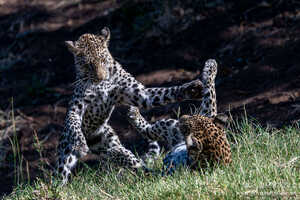 マシャトゥはヒョウの数が多く、子連れに出会うことも珍しくない 