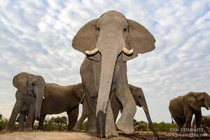 ハイドから見上げて撮るアフリカゾウの群れ