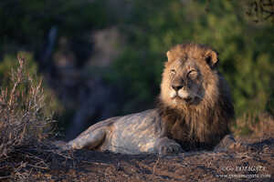 マシャトゥ中心部を縄張りにするオスライオン