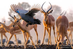 ハイドに水を飲みに来たインパラの群れとホロホロチョウ 