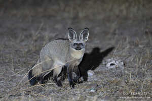 夜に出会ったオオミミギツネ。午後のサファリはナイトサファリも兼ねている 