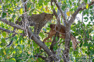 インパラを捕らえたメスヒョウのムショオレ（ほとんどの個体には名前が付いている）