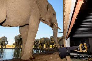 乾季のマシャトゥのハイライト、エレファントハイド