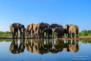 よく晴れた朝、思い思いに水を飲むアフリカゾウの家族 