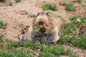 バレ山地のみに生息するエチオピアオオタケネズミ