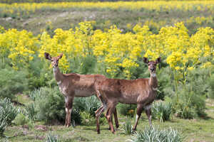 マウンテン・ニアラのメス