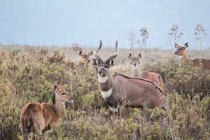 角とたてがみが特徴的なマウンテン・ニアラのオス