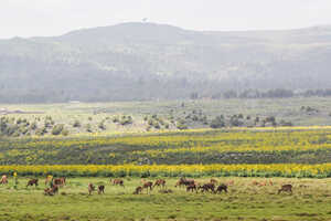 高山、森林、草原、湿地など変化に富んだ景観