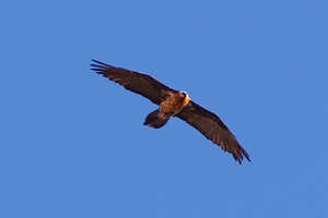 絶滅危惧種のヒゲワシをはじめ鳥類も多く見られます