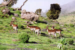 シミエン国立公園設立のきっかけとなった高地ヤギ、ワリア・アイベックス