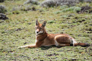 アフリカ最後のオオカミ、エチオピアオオカミ