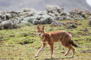 山形豪さんと行く エチオピア ワイルド・ライフ自然写真撮影ツアー 9日間の画像