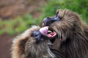 競争相手を威嚇するために上唇をめくり上げる