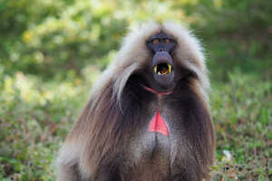 エチオピアを代表する固有のゲラダヒヒ